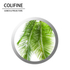 Colifine Custom GOBO GOBO GOBO LIGHT NATURY NATURO GOBO Hojas de palmera GOBO SM31